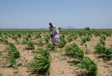 الحرب قلصت المساحات المزروعة في السودان