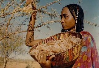 فتاة بغرب السودان تحصد محصول الصمغ العربي